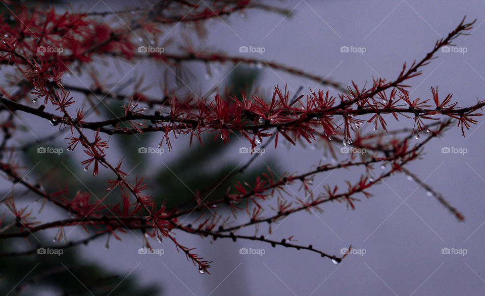 Neve che si scioglie 