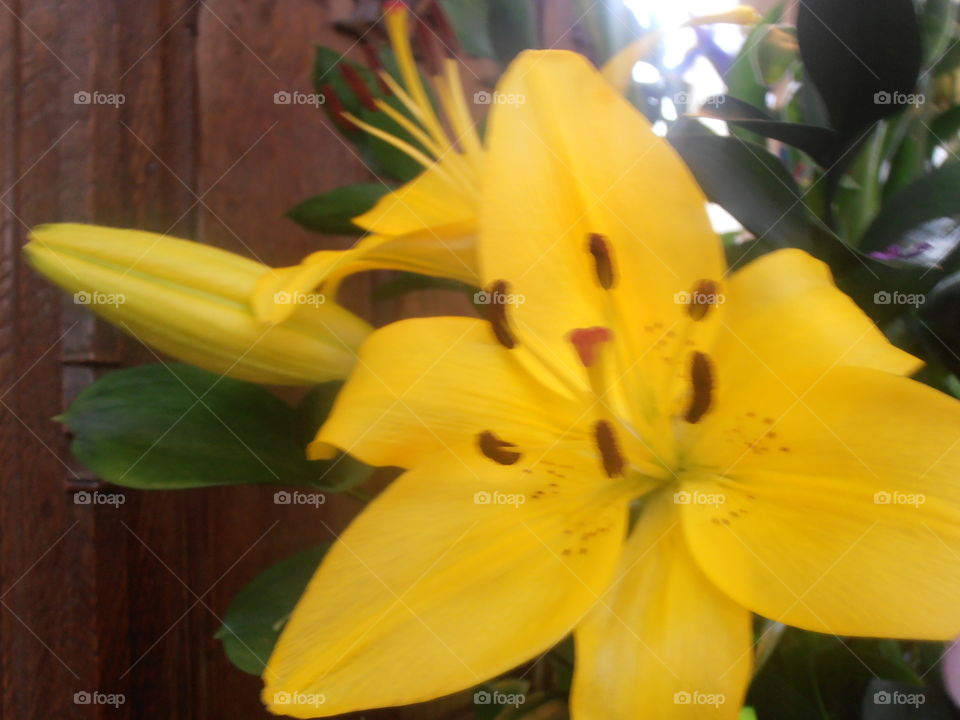 Yellow Lilly Flowers