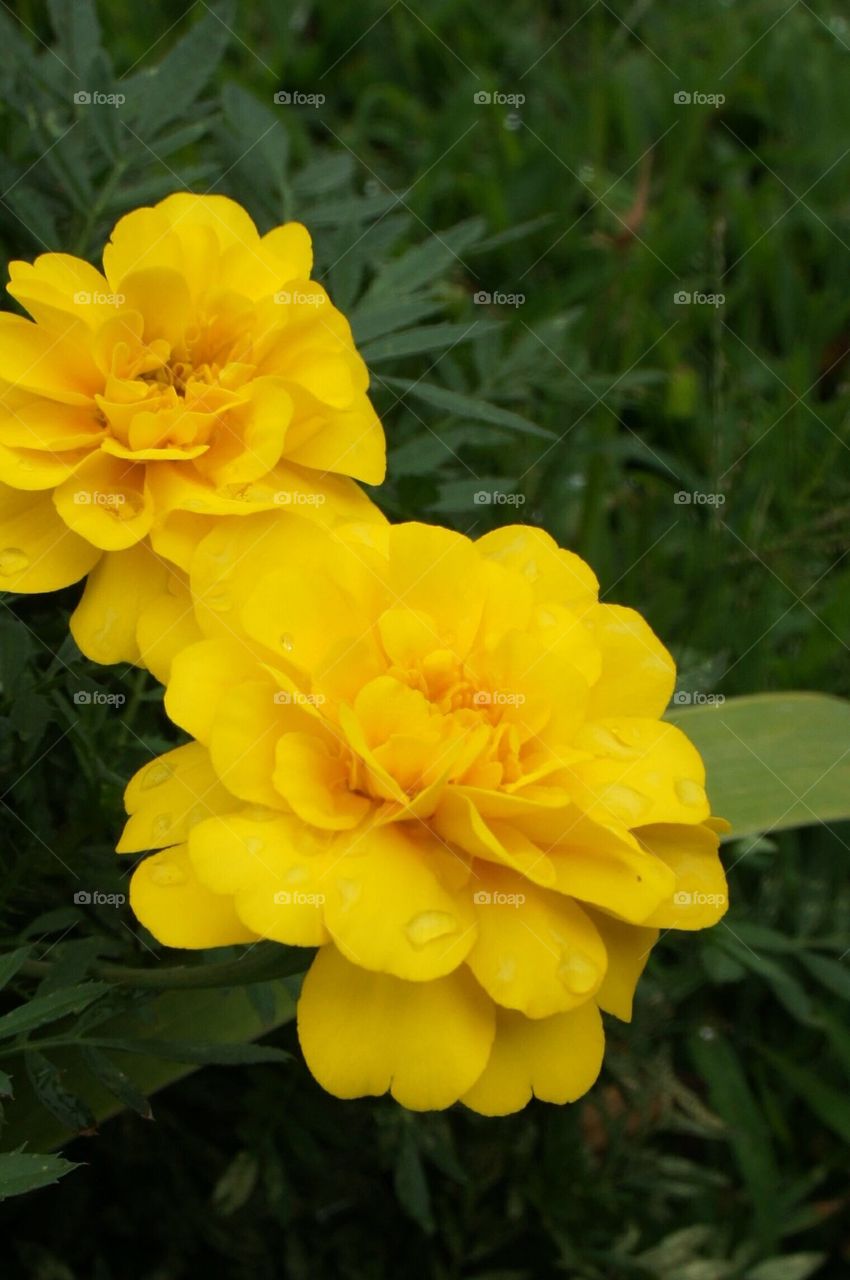 Yellow flowers after the rain