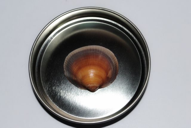 the sea shell