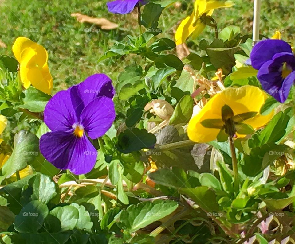 Purple and yellow pansies. Purple and yellow pansies