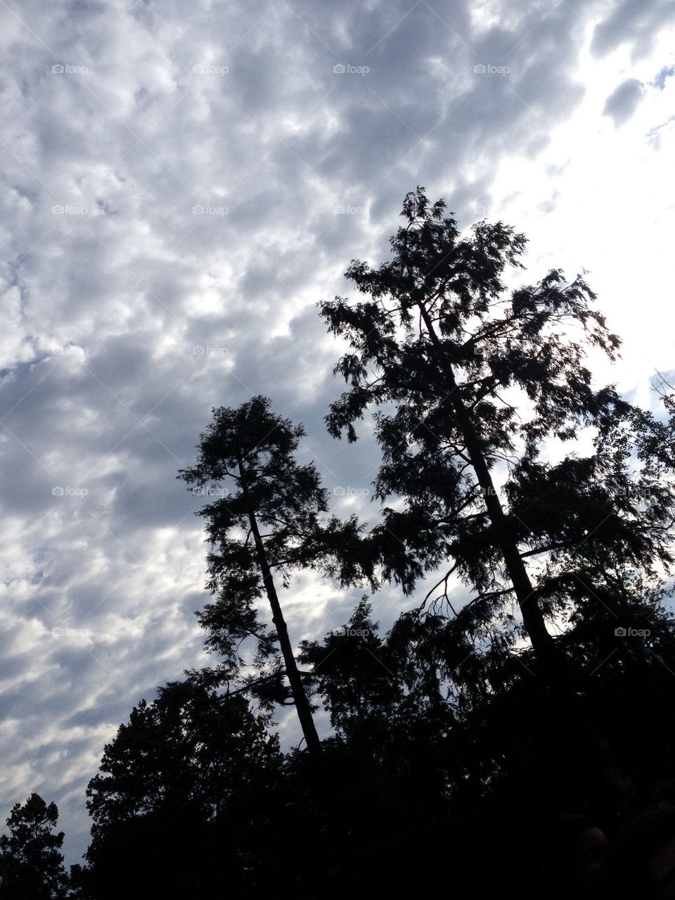 Trees and clouds