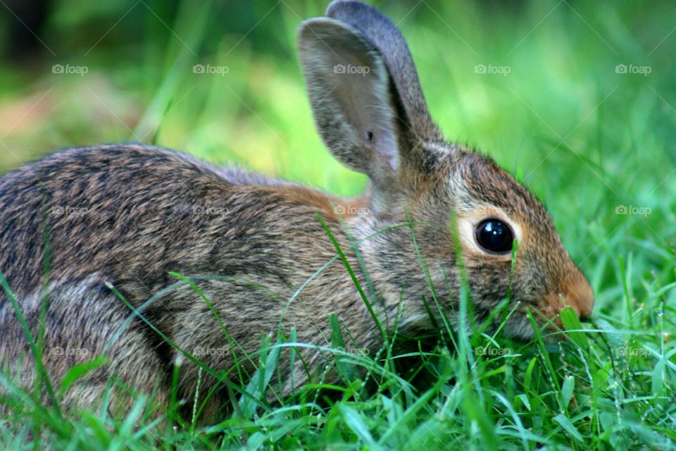 Bright eye of rabbit