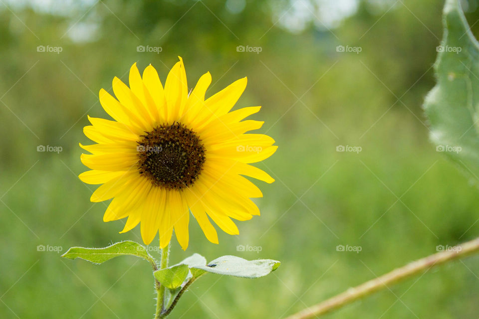 Ohio sunflower