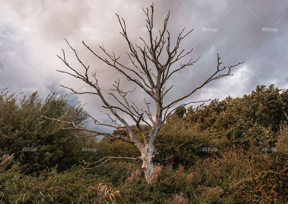 An Old Dead Tree…. Landscape of an old dead tree in a cloudy back setting.
