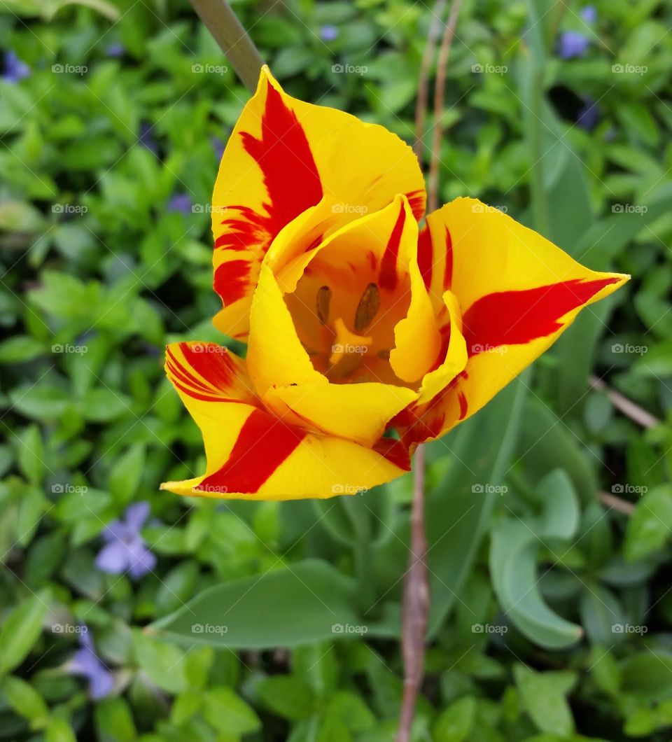 Tulip