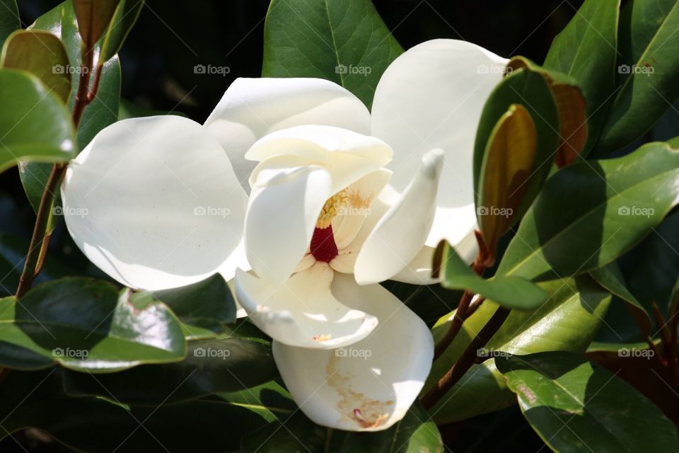 Magnolia