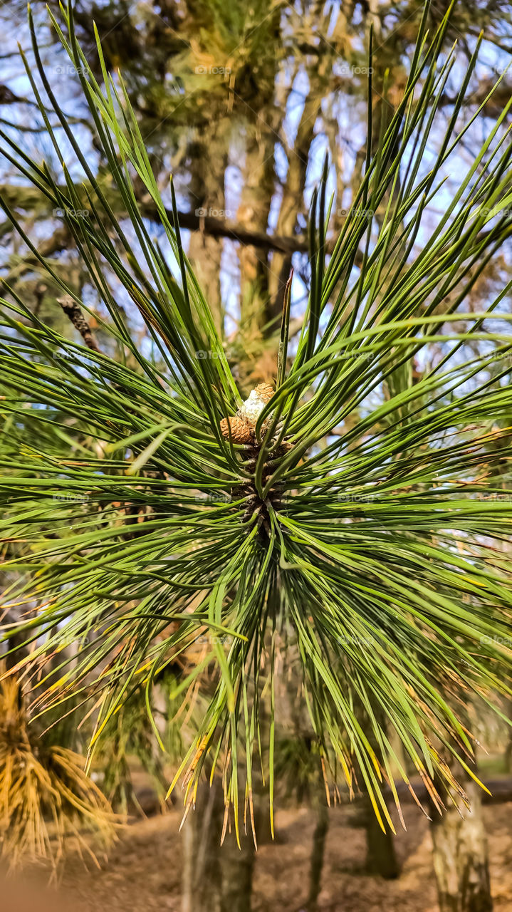 Conifer green needles blurred background