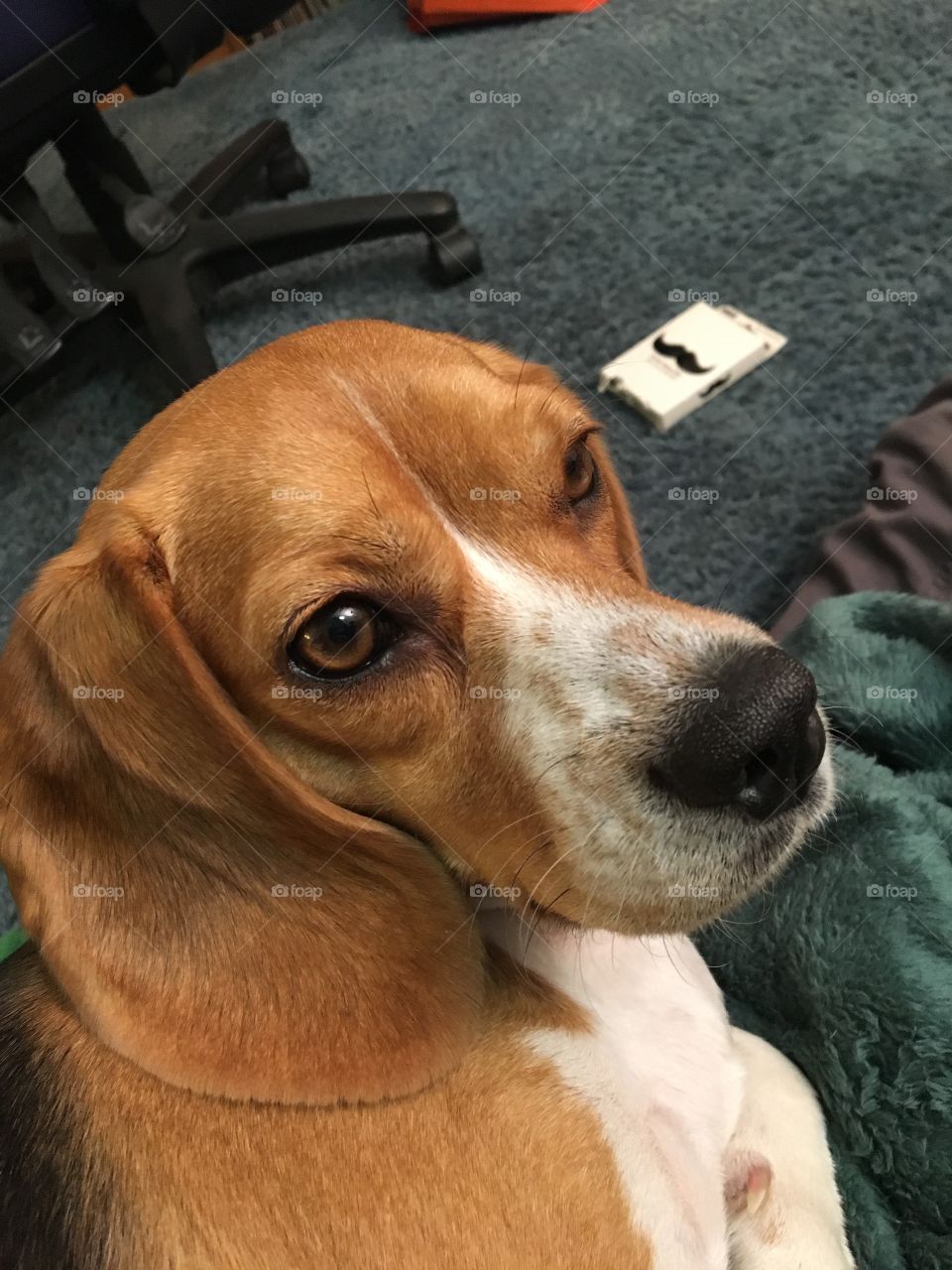 Beagle 