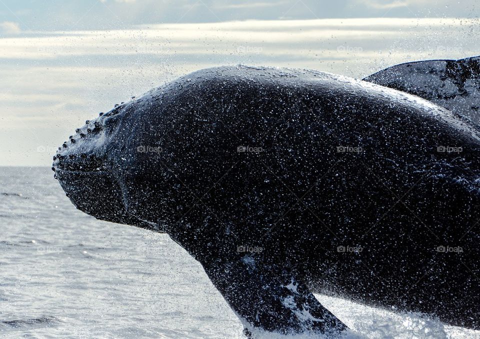 Humpback Twisted Breach