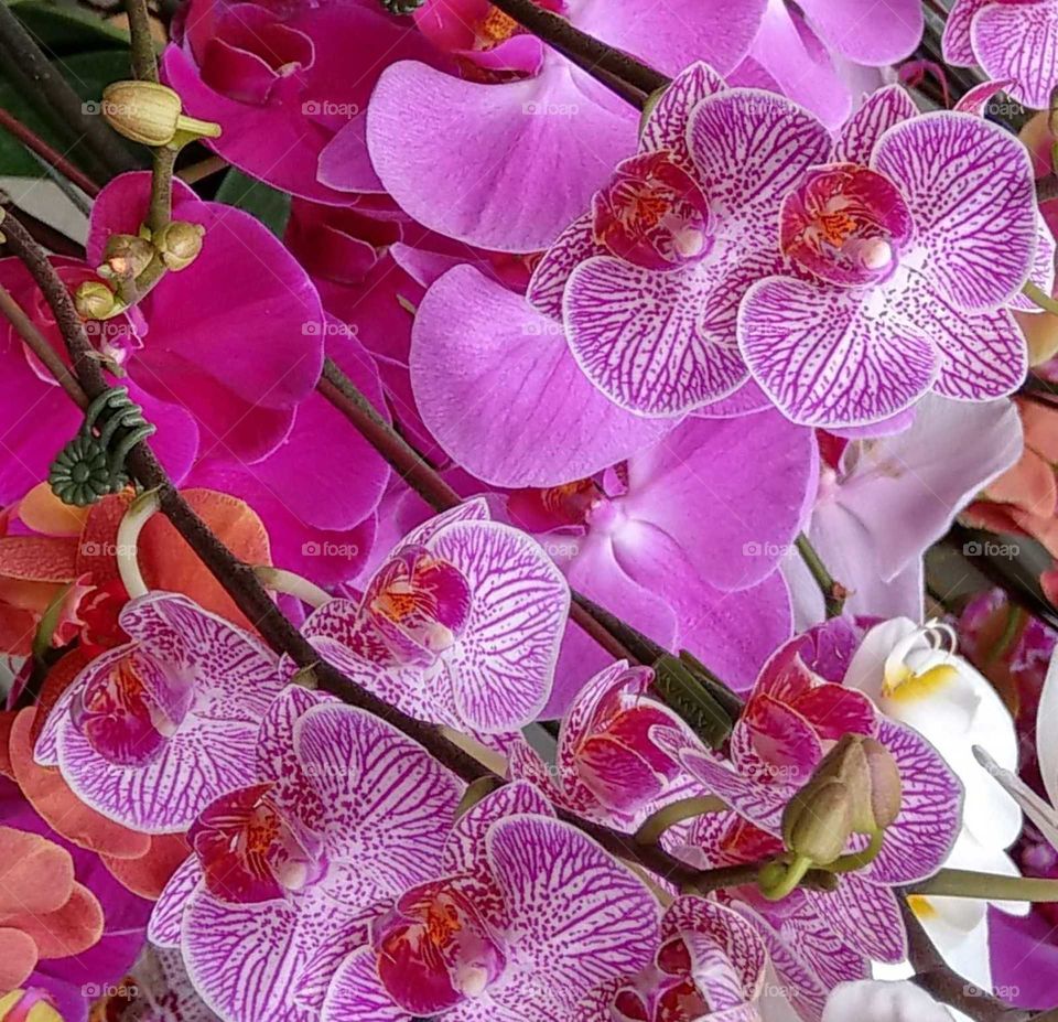 Elegant phalaenopsis is romantic, bright and brilliant, always attractive for people. phalaenopsis is popular in Taiwan and has many colors. very very beautiful.