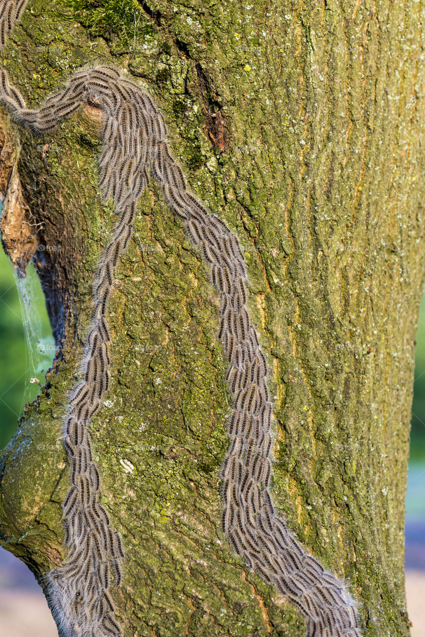 oak processionary caterpillar plague