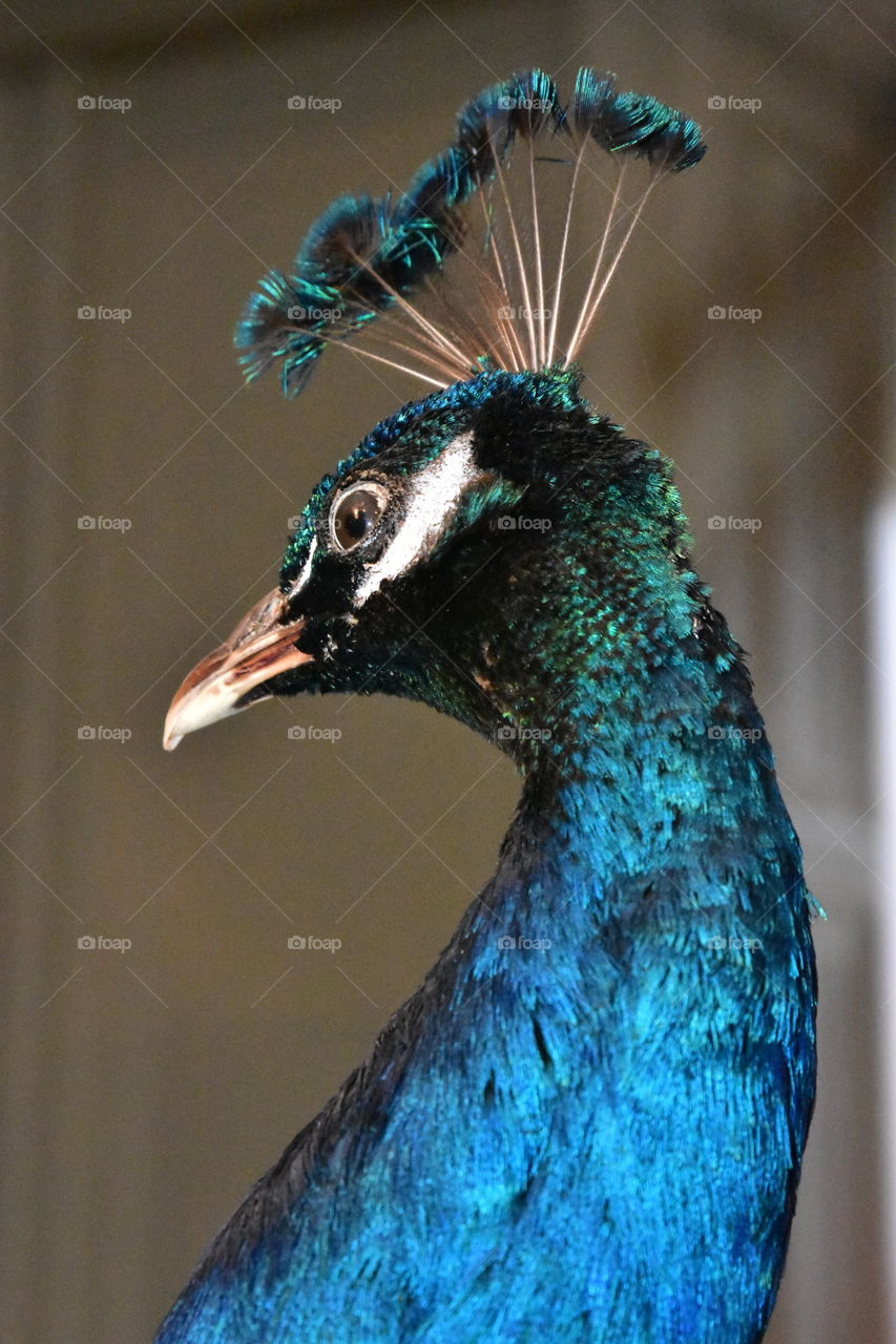 Peacock