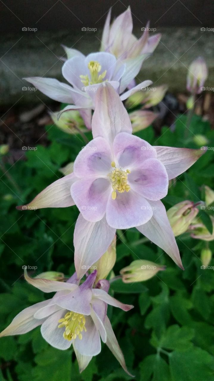 Columbine