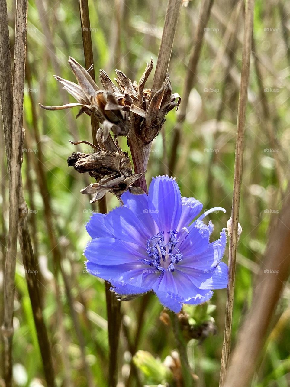 An autumn flower and a dried flower head