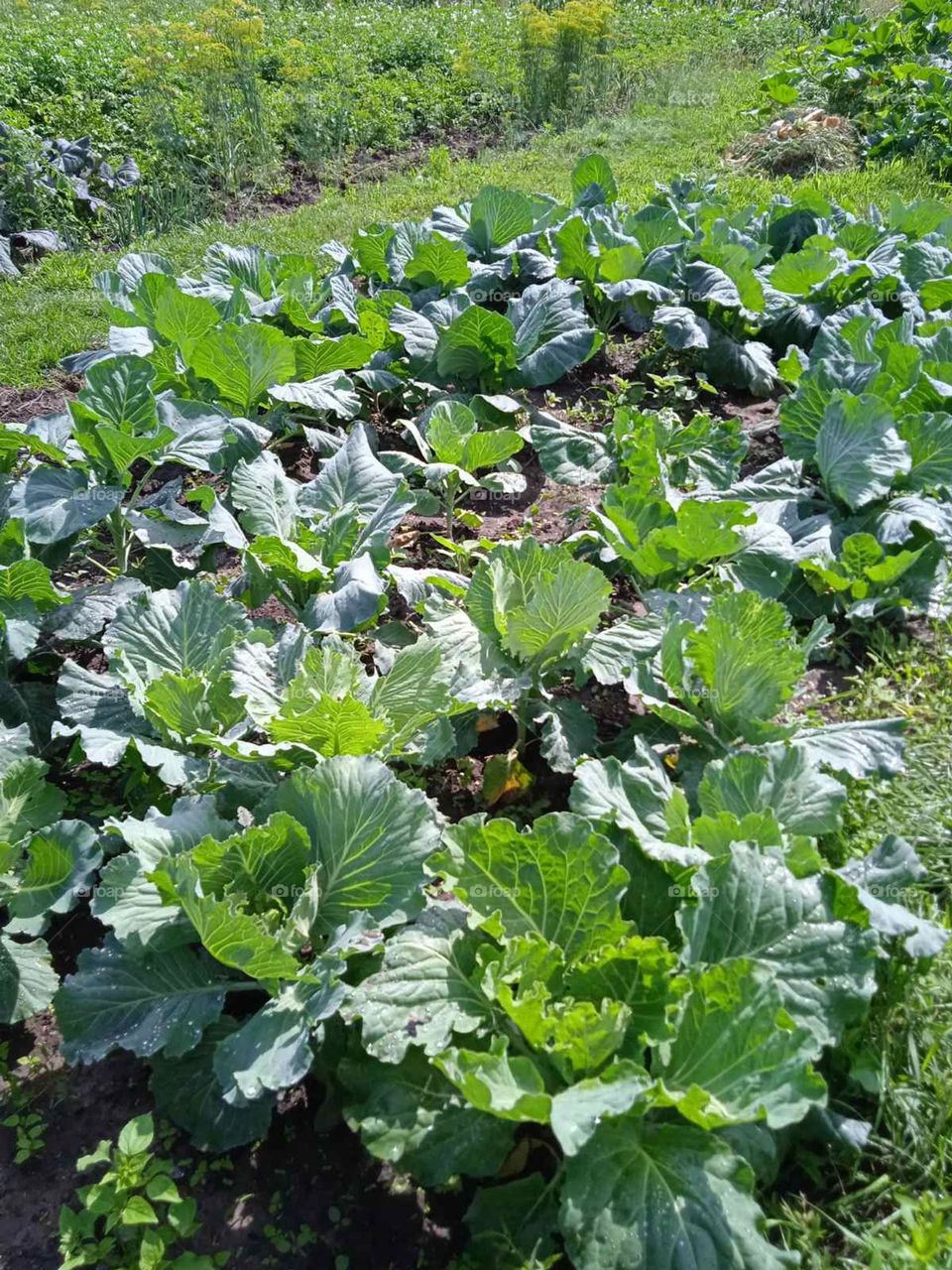 be authentic go green