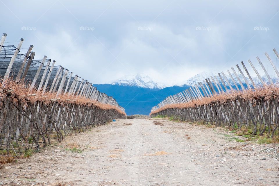 Road through the vineyards leading to the snow-capped mountains