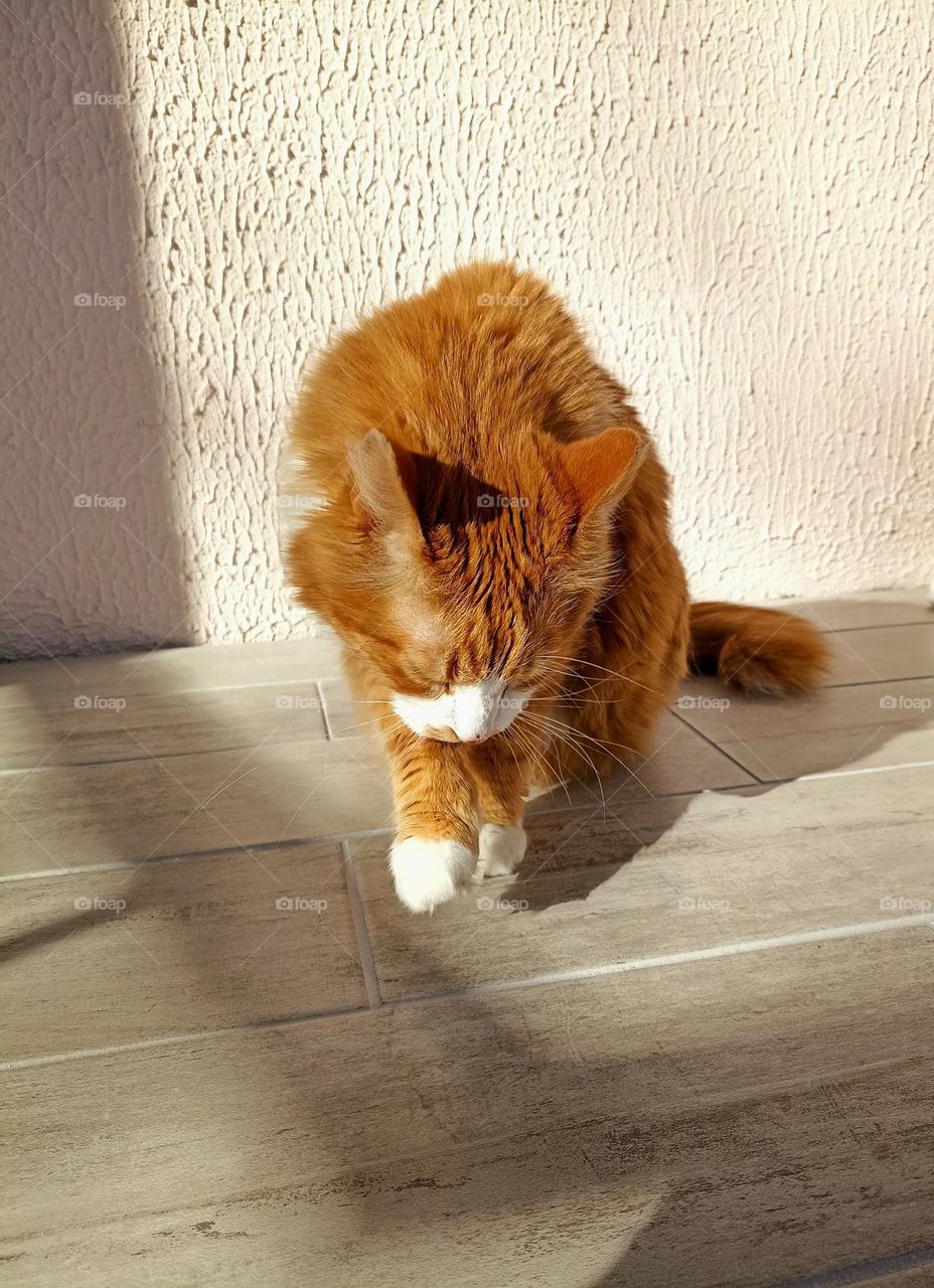 cat beautiful portrait in sunlight mobile photography