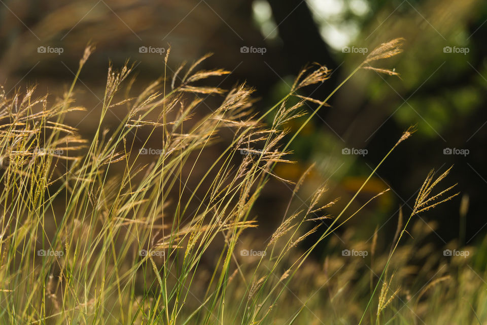 the grass in the field