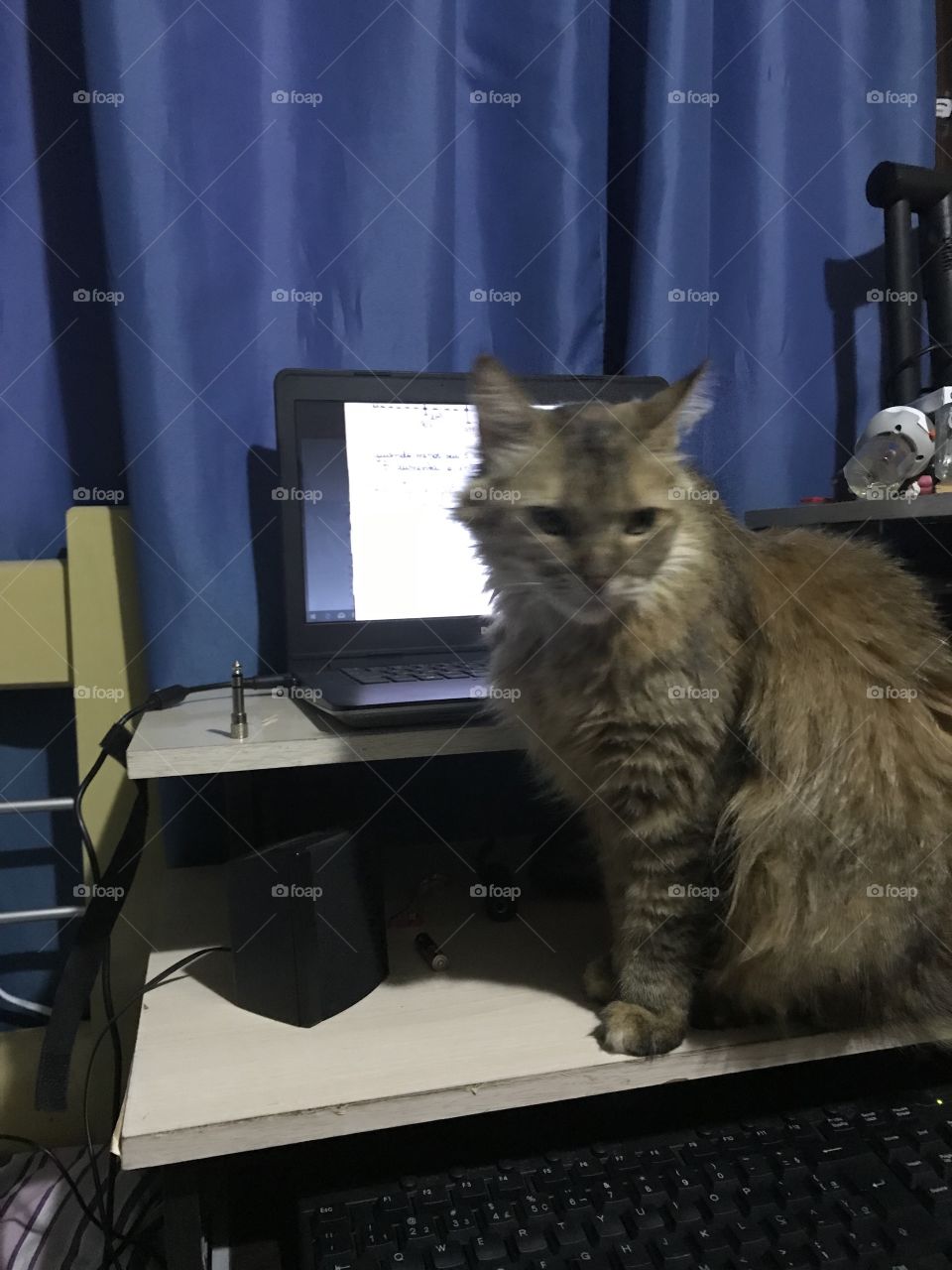 Gato atrapalhando o uso do Notebook