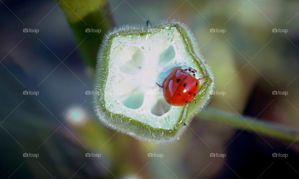 Ladybug