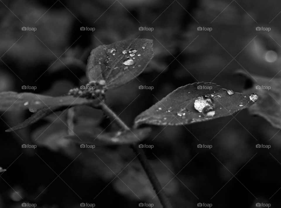 Water drops  - black and white style