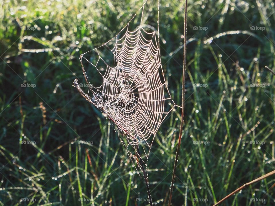 Spider web 