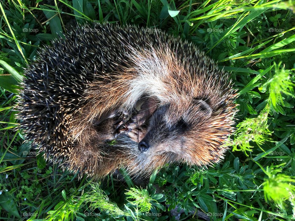 hedgehog asleep on green grass, top view