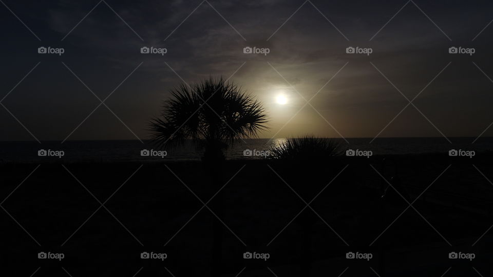 sunset palm. drone flight