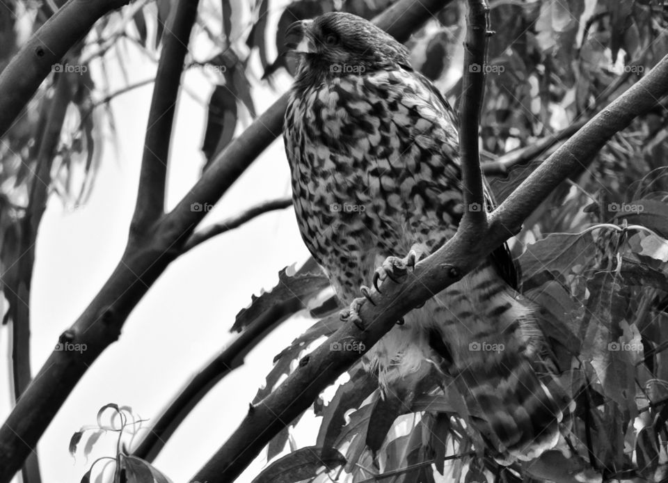 Falcon In The Wild. Wild Hawk On The Coast Of California
