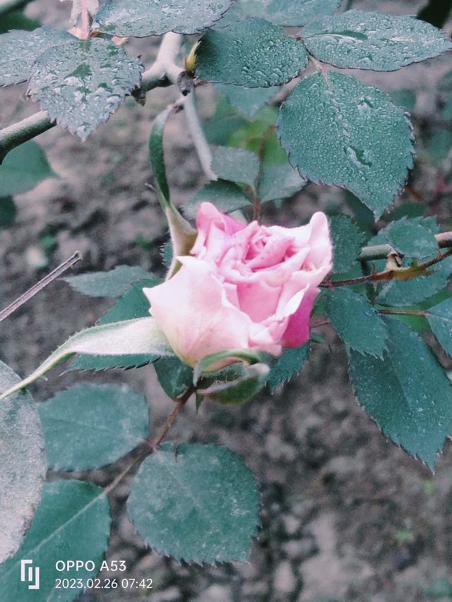 Pink colour rose 🌹 with its leaves smiling like always.
Time is like a river .It will give you sadness or happiness both.