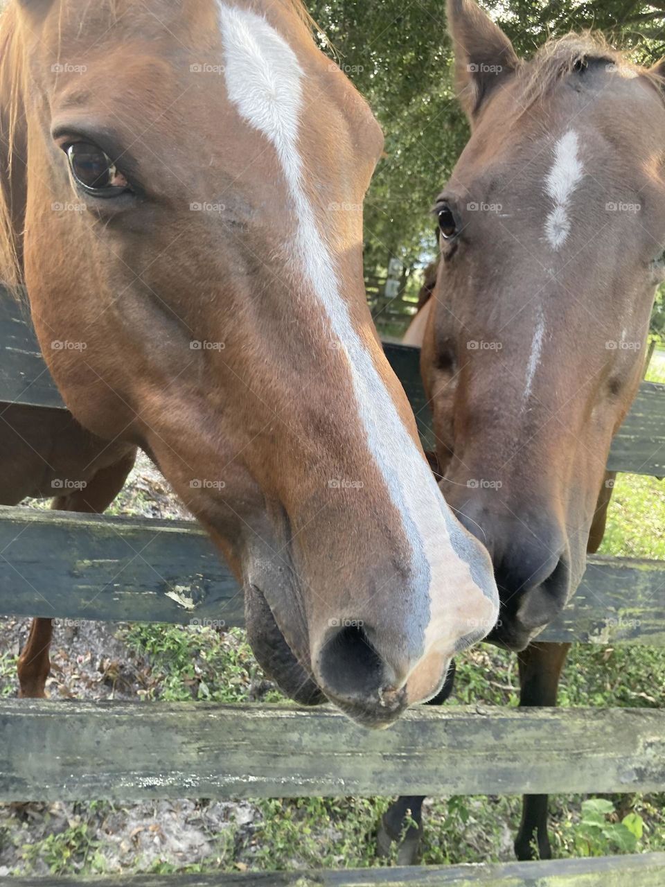 Hanging with the horses photography 