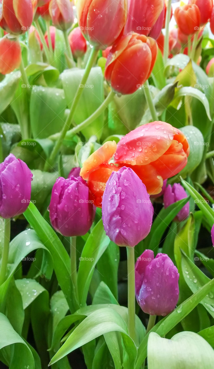 tulips flower
