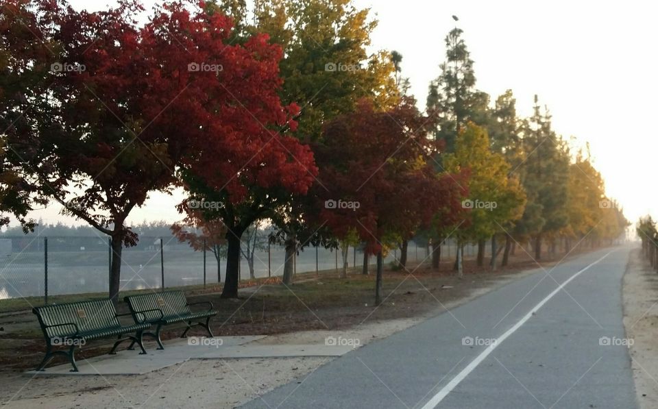 Tree, Road, No Person, Fall, Leaf