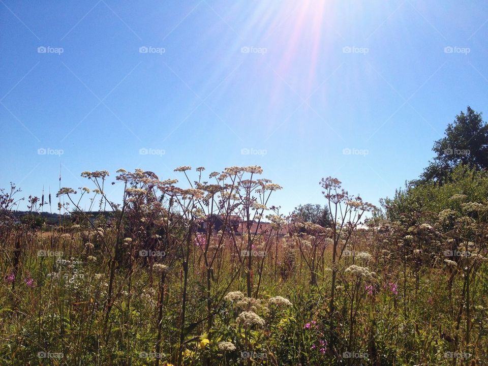 Summer field