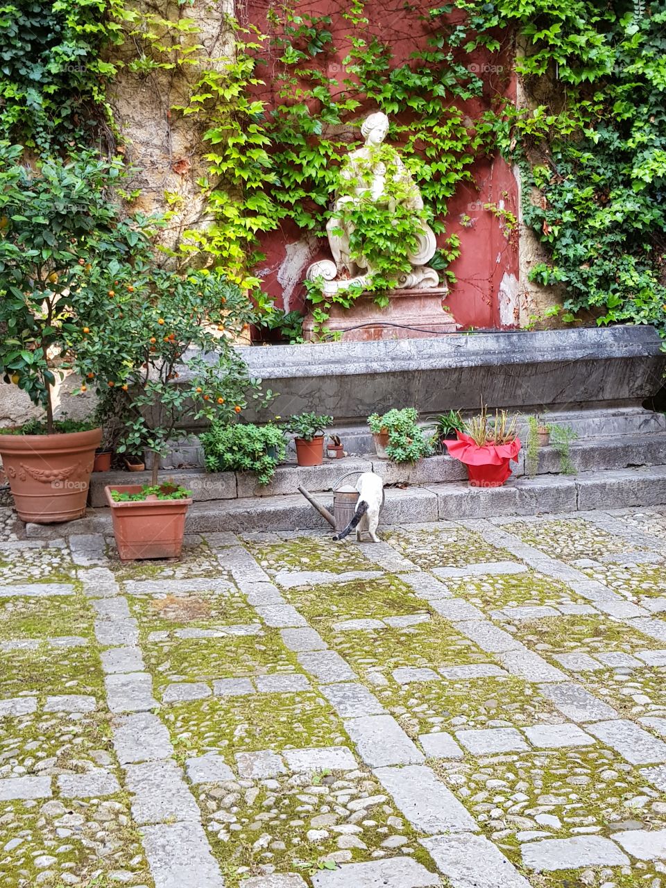 Cat drinking from water can in front of ivy covered statue in lovely courtyard in Palermo, Sicily.