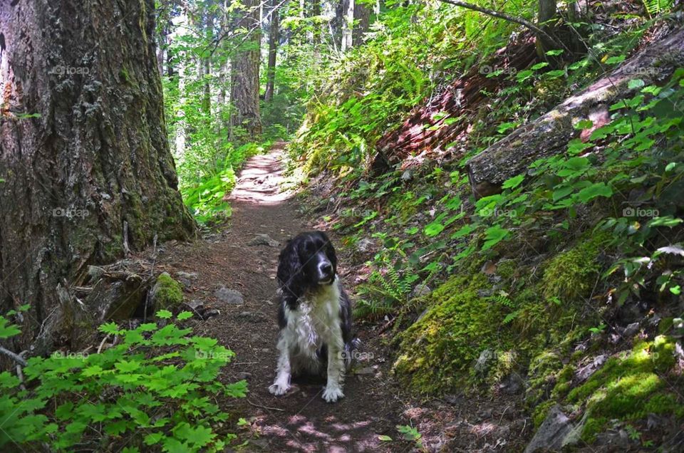 spring walk with your dog