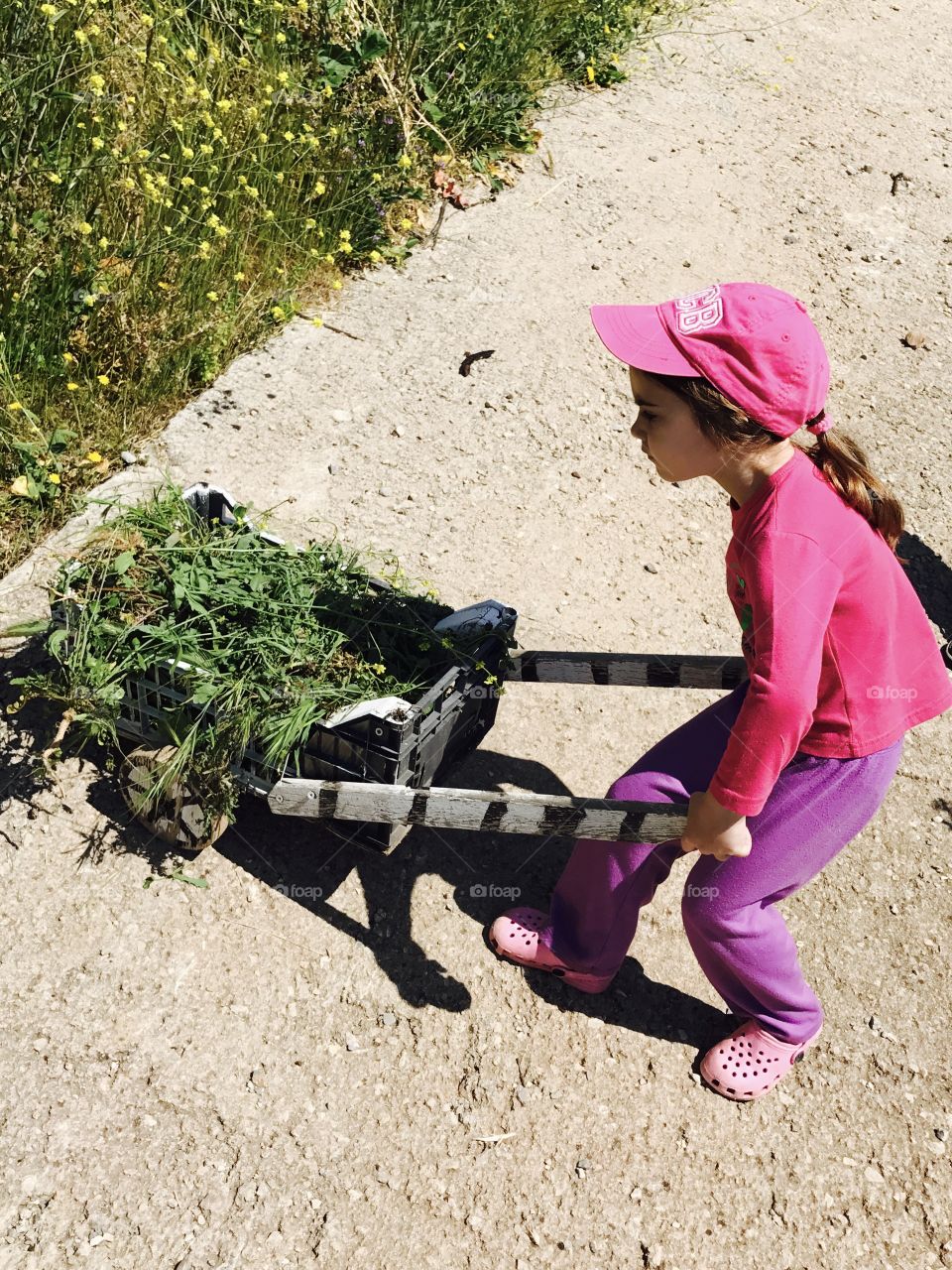 Little girl carrying grass on wheelbarrow
