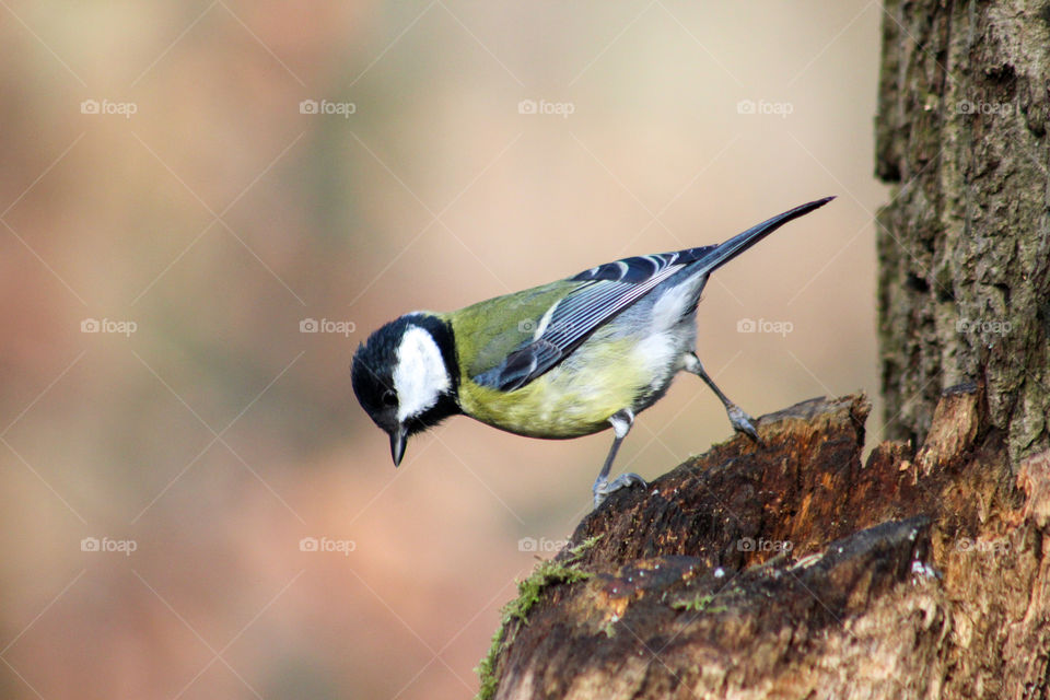 Beautiful great titmouse