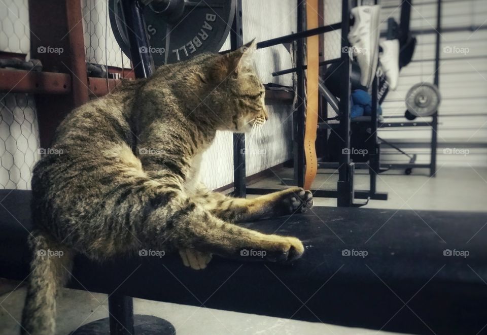 Tabby Cat Working Out