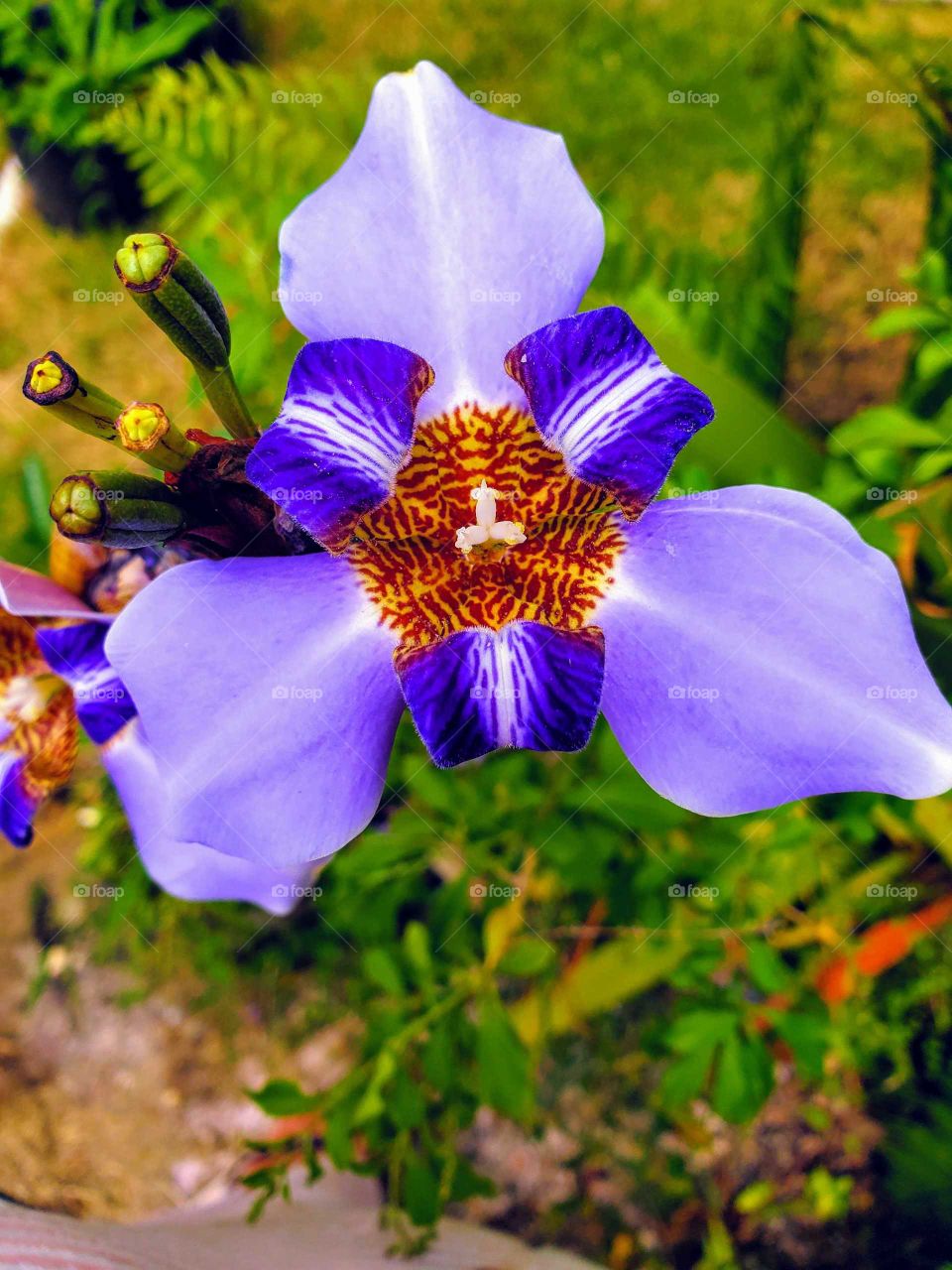 exotic violet neomamarica