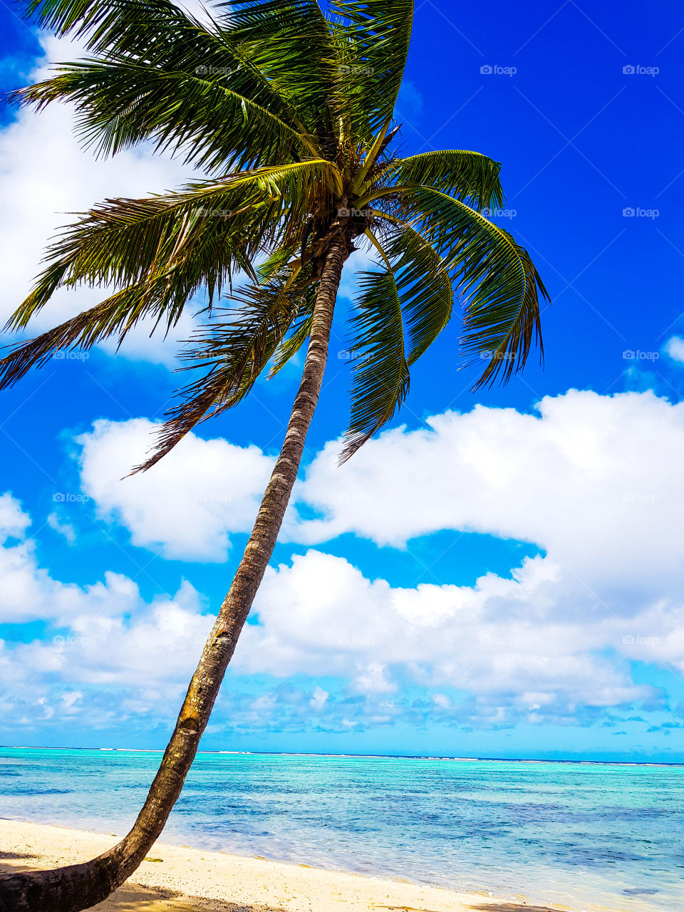 coconut tree on the beach