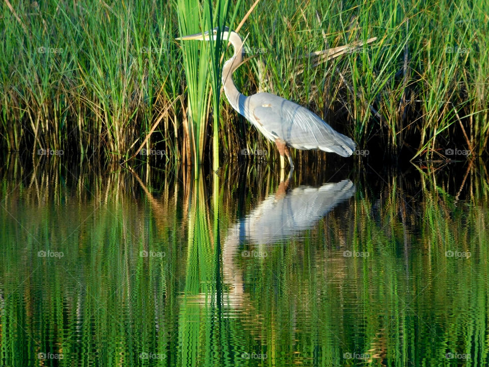 Blue Heron on the hunt for his daily meal - fish!