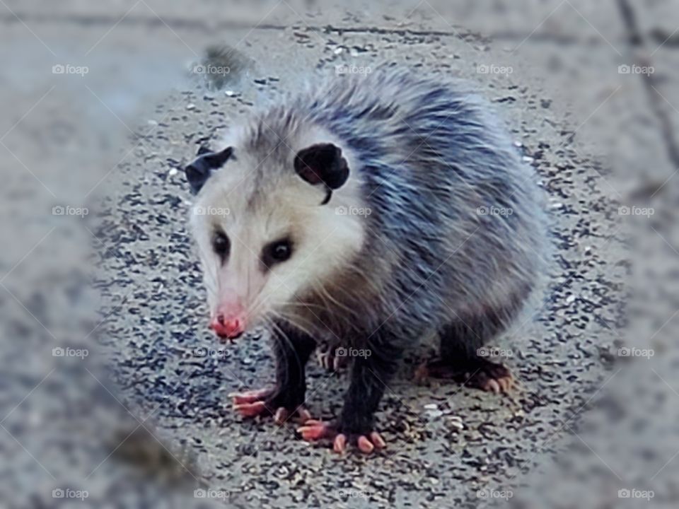 Brave opossum hanging out during the daytime.
