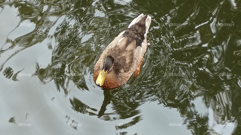 duck