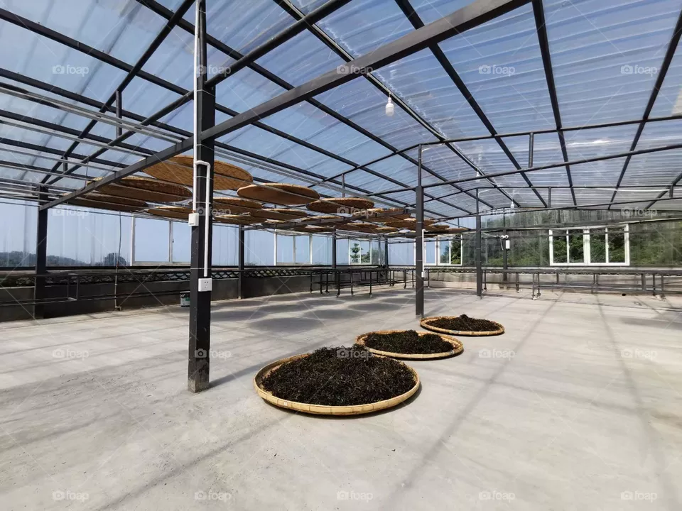 Tea Making Factory