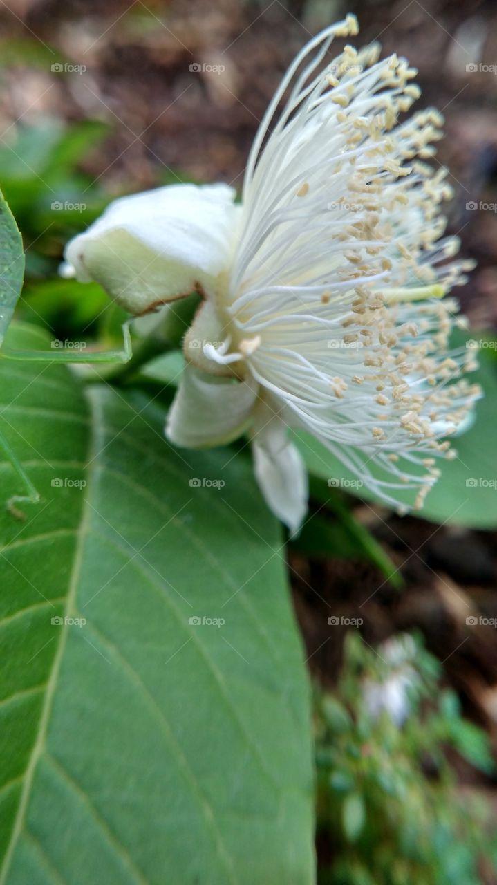 guava flower