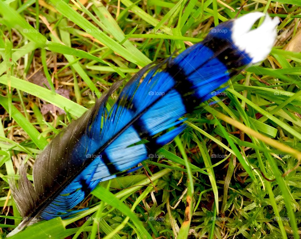 Blue jay feather
