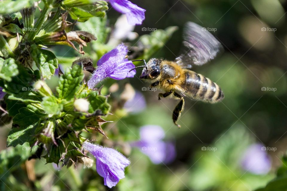 Bee.