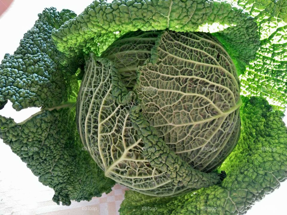 An amazing green savoy cabbage